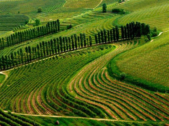 vineyards on the hill
