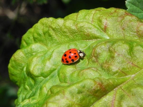 Gradiva iz osnovnega usposabljanja za ukrep Ekološko kmetovanje za leto 2020
