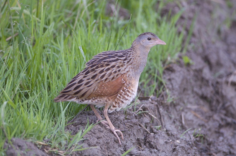 Sprememba ukrepa VTR tudi uradno potrjena za izvajanje v letu 2022