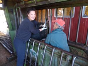 Tjaša se smeji, dviguje rep Angus bika, ko je kastriran