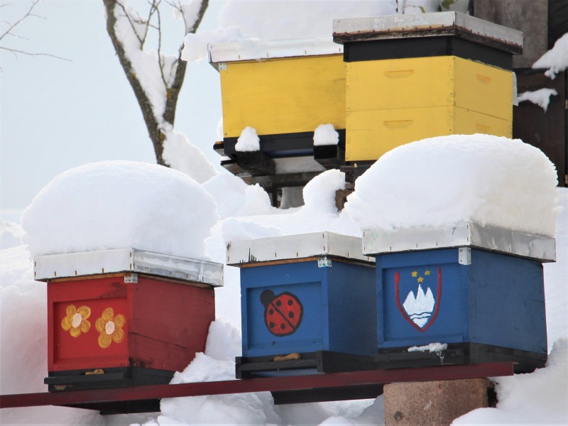 Zasneženi panji, avtor: Marjan Papež. Javna obravnava Predloga uredbe o spremembah in dopolnitvah Uredbe o izvajanju intervencij podpora za vzpostavitev gospodarstev mladih kmetov in medgeneracijski prenos znanja