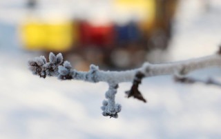 zasnežena veja, ozadje zablurano
