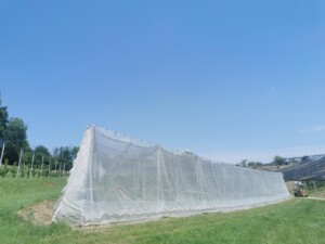 Nasad češenj, pokrit z insektno mrežo