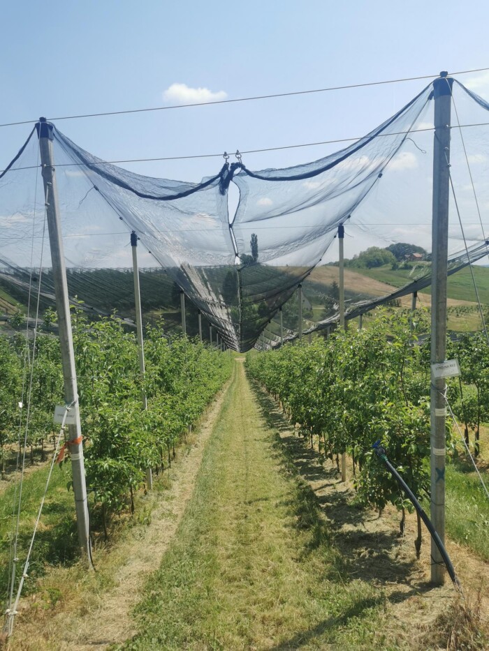 Preizkušanje v nasadu jabolk v Sadjarsku centru Maribor – Gačnik (foto: arhiv MKGP) Konzorcijem institucij znanja odobrenih skoraj 12 mio € za uspešen razvoj, izmenjavo in prenos znanja