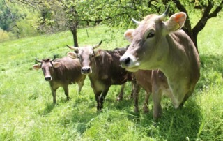 Krave na paši