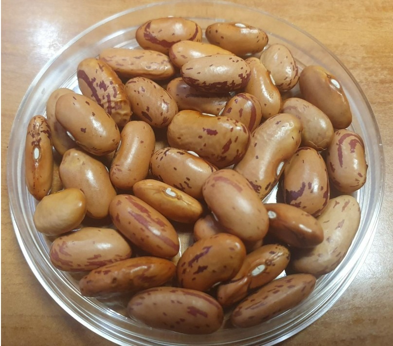 KIS Ahac – nova sorta fižola, vzgojena na Kmetijskem inštitutu Slovenije