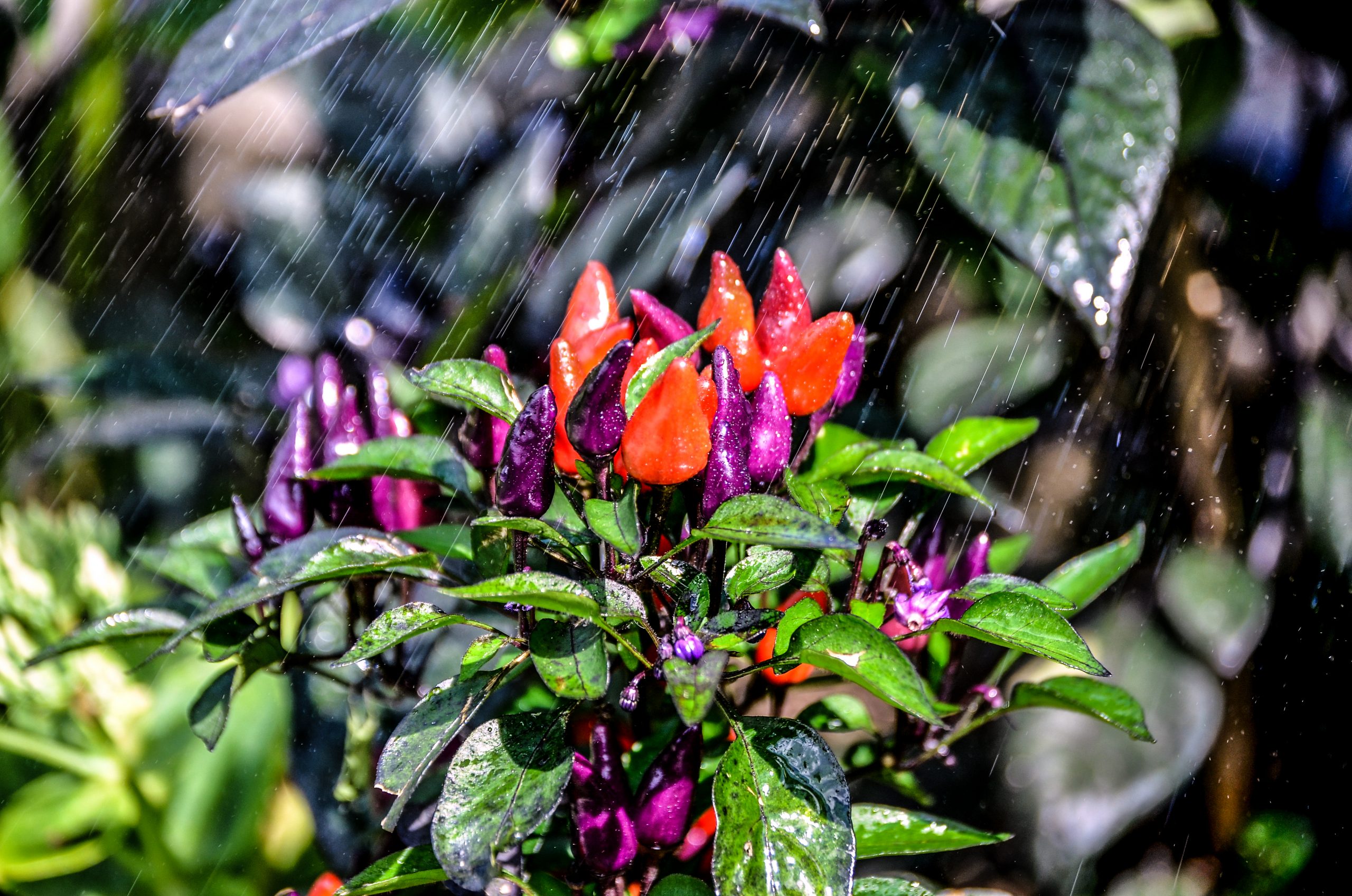 Mladi prevzemnik kmetije – Inovativni produkti na bazi čilija ter ...